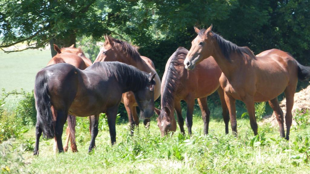 Gite Et Relais Equestre De Marie Tours-en-Vimeu الغرفة الصورة